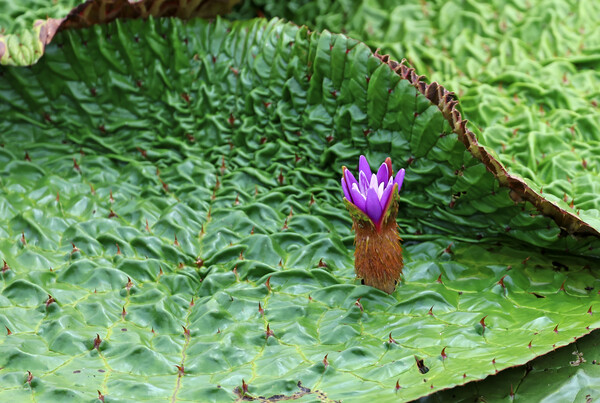 31일 환경부 멸종위기 야생생물 Ⅱ급인 가시연이 폭염 속에 강원 강릉시 경포습지에서 꽃을 활짝 피웠다.  2025.7.31. 연합뉴스