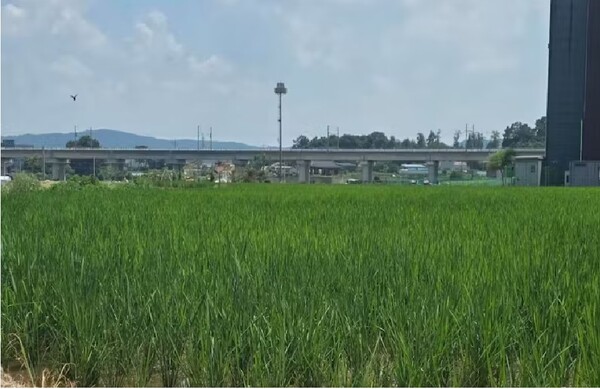 벼들이 한창 자라고 있는 7월의 경기도 이천의 논.  일본경제신문 8월 5일 