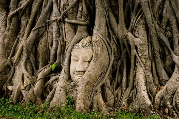 그림6) 태국의 아유타야 유적지에 있는 ‘왓 마하탓(Wat Mahathat)’ 사원이다. 나무 뿌리에 감긴 불두상이다.