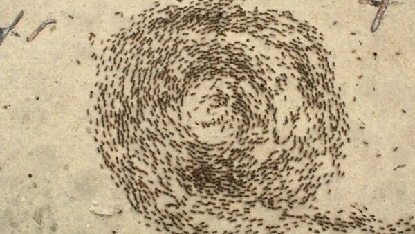 떼죽음으로 이어지는 개미집단의 맴돌이. 