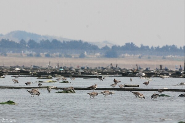 새만금 신공항 건설 예정지 인근 수라 갯벌의 새들.  '작은 것이 아름답다' 오동필