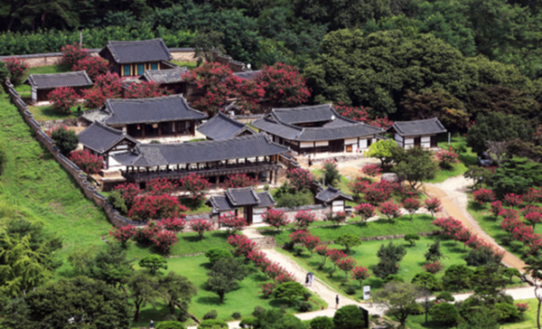 병산서원 여름 경관은 배롱나무꽃이 압도하는데, 입교당∙만대루∙동재∙서재로 둘러싸인 중정에는 배롱나무를 심지 않고 사당인 존덕사 밖 여유 공간에 심은 두어 그루가 거목이 됐다. © 안동시