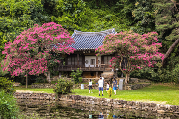 안동-서울 국도변 풍산읍 어귀에 있는 체화정에도 배롱나무 두 그루가 거목으로 자라났다. © 경북일보