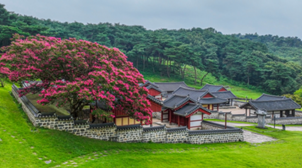 서천 문헌서원 뒤뜰에는 건물들이 축소모형처럼 여겨질 만큼 거대한 배롱나무 두 그루가 서 있다. © 충남도