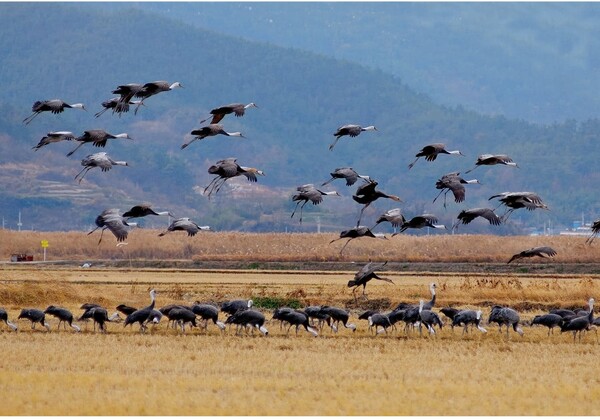 순천만의 철새들.