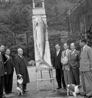 1957년 10월 경무대 뜰에 지남호가 잡은 청새치를 세워놓고 대통령실과 지남호 관계자들이 기념촬영을 하고 있다. 물고기 바로 왼쪽이 이승만 대통령. (한국원양산업협회 제공)