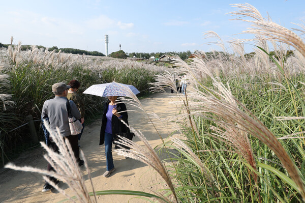 29일 서울 마포구 하늘공원을 찾은 시민들이 양산을 쓴 채 억새밭 사이를 걷고 있다. 2025.10.29 연합뉴스