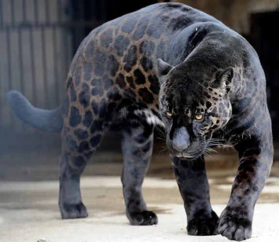 검은 재규어의 모습. 2023. 09. 17 [출처. 나무위키]