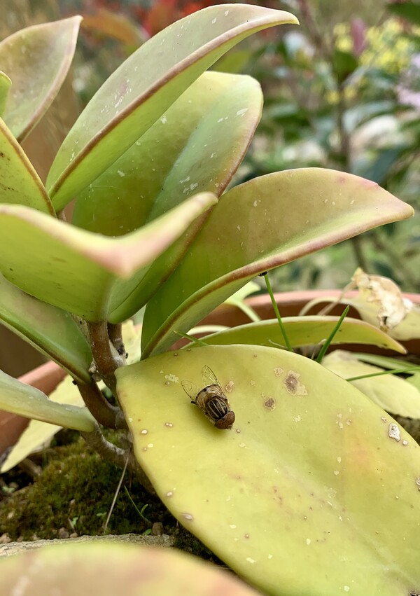 서리 내린 아침, 화분에 파리 한 마리가 웅크린 채 죽어 있다.