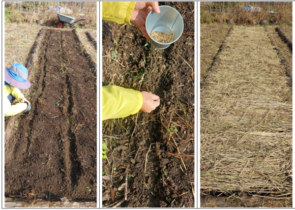 사진 좌측부터. 퇴비장에서 갖고 온 퇴비(거무스름하고 보스보슬한 흙)를 밭에 뿌리고 토종 호밀 씨앗을 파종하고 볏짚을 덮었다. 볏짚은 옆 친환경 논에서 추수하고 나온 부산물이다. 