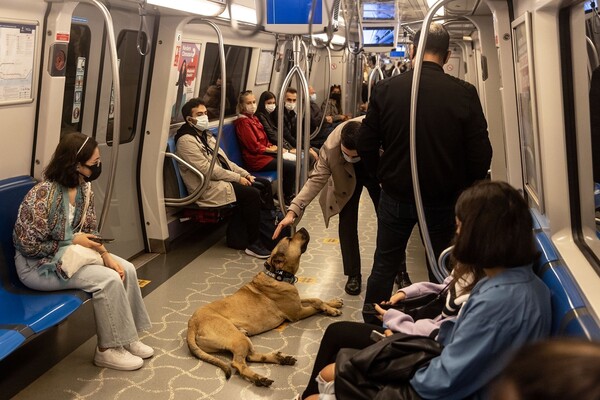 출처 : https://www.theatlantic.com/photo/2021/10/travels-with-boji-istanbuls-commuter-dog/620493/