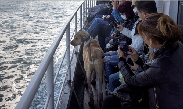 출처: https://www.theatlantic.com/photo/2021/10/travels-with-boji-istanbuls-commuter-dog/620493/