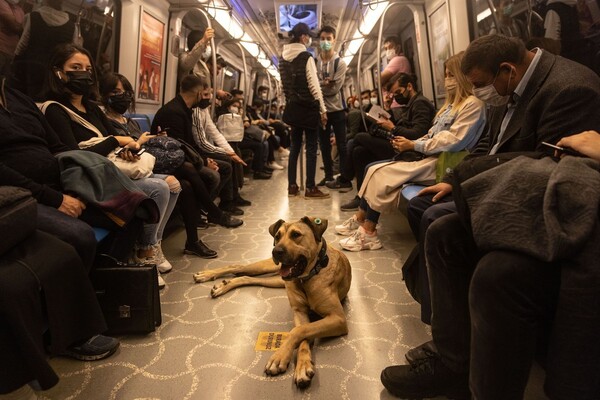 출처 : https://www.theatlantic.com/photo/2021/10/travels-with-boji-istanbuls-commuter-dog/620493/